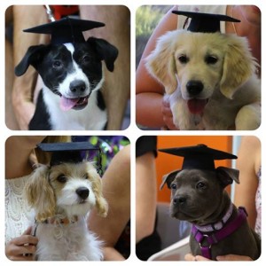 Puppy Preschool Graduates