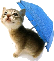 catumbrella