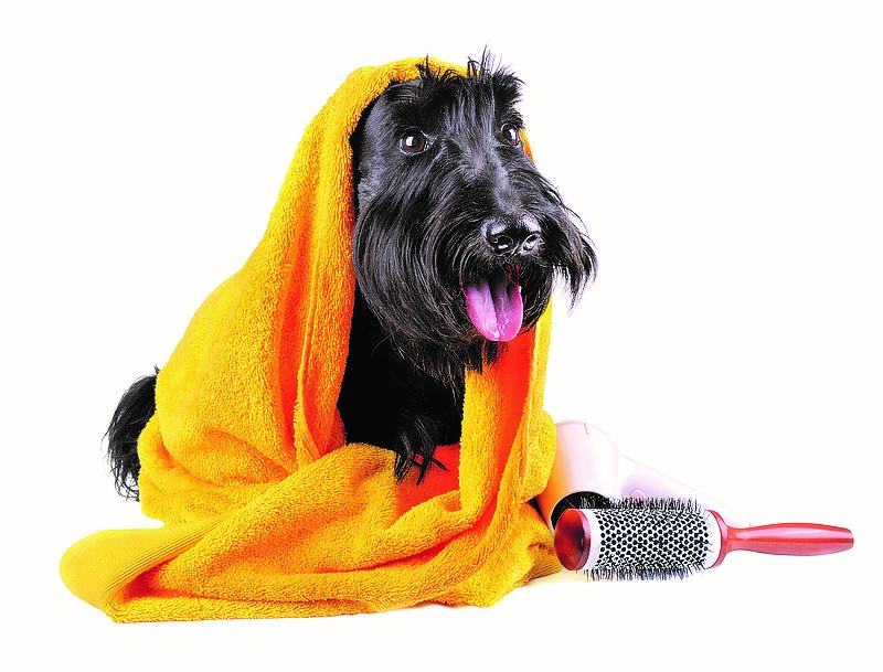 Dog Grooming in Adelaide Pet Universe