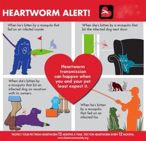 heartworm-society-hw-vectors