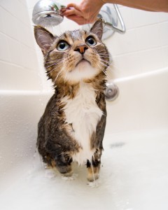 Cat-In-The-Shower-240x300