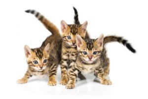 Kittens-300x200