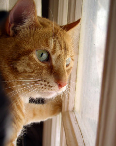 cat-in-a-window