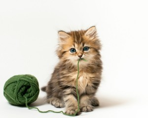 cat-kitten-ball-green-thread-game-white-background-1024x1280