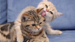 cats-licking_00401890