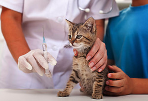 gettyrmphotoofkittenvaccination