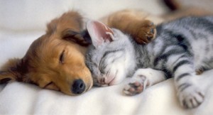 puppies-and-kittens-pictures