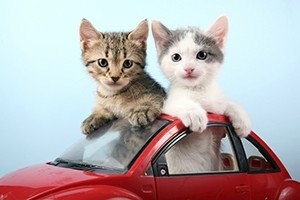 rides w kitty