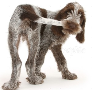 Brown Roan Italian Spinone pup, Riley, 13 weeks old, chasing and catching his tail
