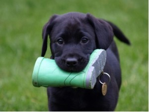 Labrador-Puppy-4