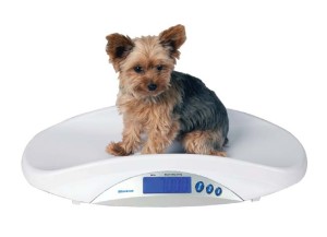 Pup on scales