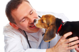Puppy licking vet