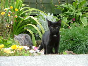 cats-in-garden