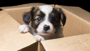 cute dog box